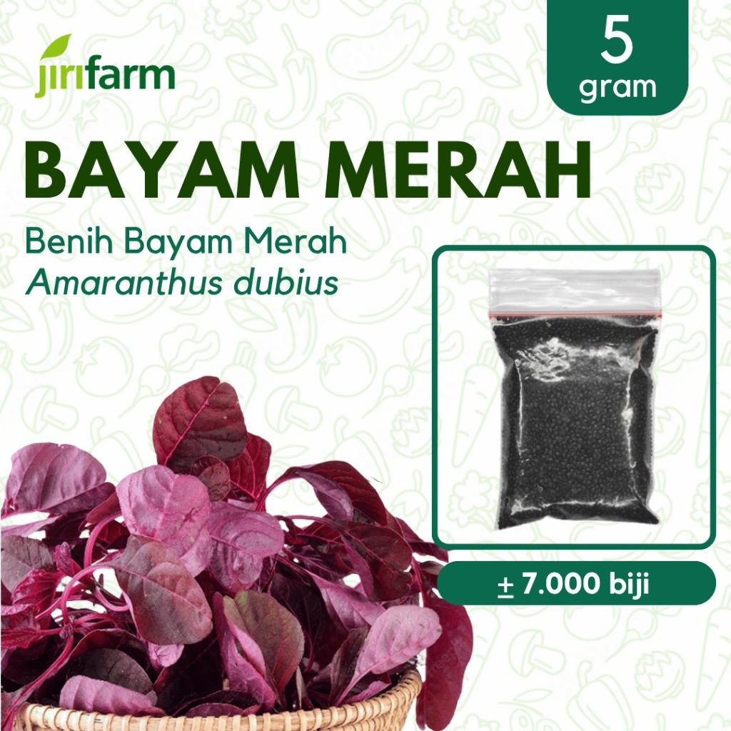 JIRIFARM - Benih Bibit Bayam Merah Tanaman Sayuran Seribuan Unggul