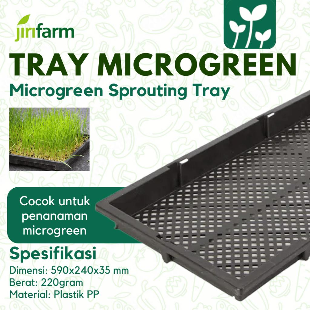 JIRIFARM - Tray Semai Bibit Microgreen Microgreens Wheat Sprouts Paddy / Rice Seedling